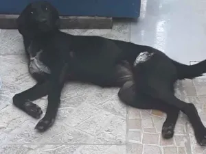 Cachorro raça SRD idade 2 a 6 meses nome Nega