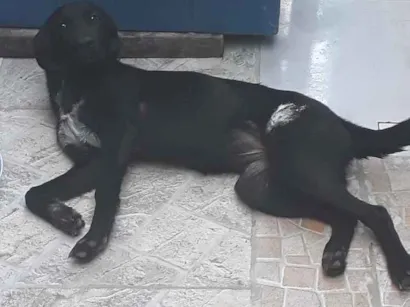 Cachorro raça SRD idade 2 a 6 meses nome Nega