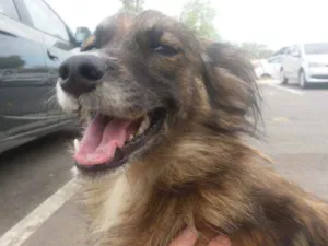 Cachorro raça SRD idade 7 a 11 meses nome Sem nome ainda 