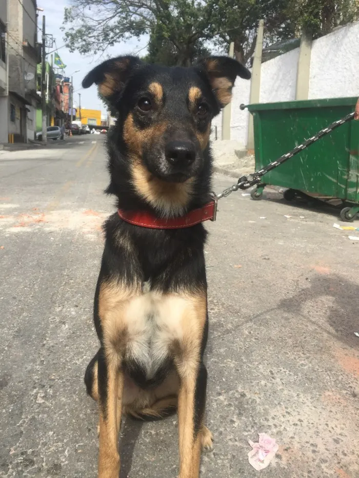 Cachorro ra a Srd  idade 2 anos nome Negão 