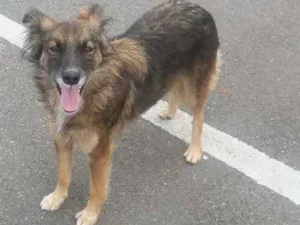 Cachorro raça SRD idade 7 a 11 meses nome Sem nome ainda 