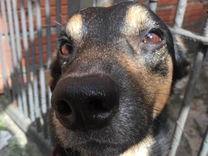 Cachorro ra a Srd  idade 2 anos nome Negão 