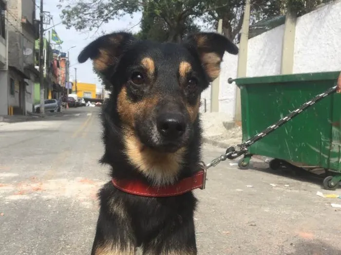 Cachorro ra a Srd  idade 2 anos nome Negão 