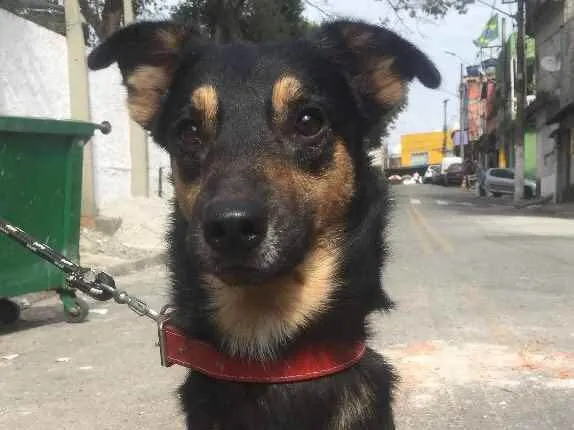 Cachorro ra a Srd  idade 2 anos nome Negão 