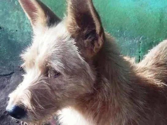 Cachorro ra a SRD idade 4 anos nome Estopinha