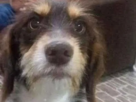 Cachorro ra a Mestiça idade 7 a 11 meses nome Zuma 