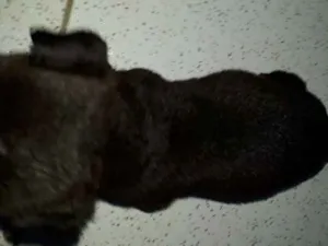 Cachorro raça vira lata idade Abaixo de 2 meses nome pretinha