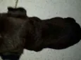 pretinha