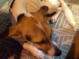 Cachorro raça Vira lata idade  nome Não sei