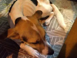 Cachorro raça Vira lata idade  nome Não sei