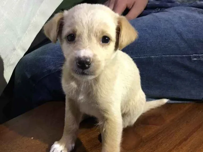 Cachorro ra a Fox terrier  idade Abaixo de 2 meses nome Docinho