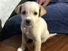 Cachorro raça Fox terrier  idade Abaixo de 2 meses nome Docinho