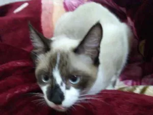 Gato raça Cruza com siamês  idade 7 a 11 meses nome Alemão