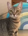 SISSI