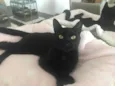 POMPOM