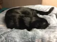 POMPOM