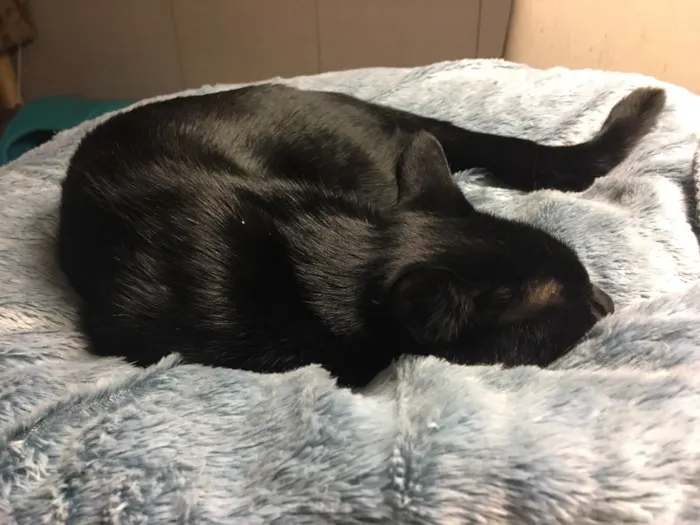 Gato ra a SRD idade 2 a 6 meses nome POMPOM