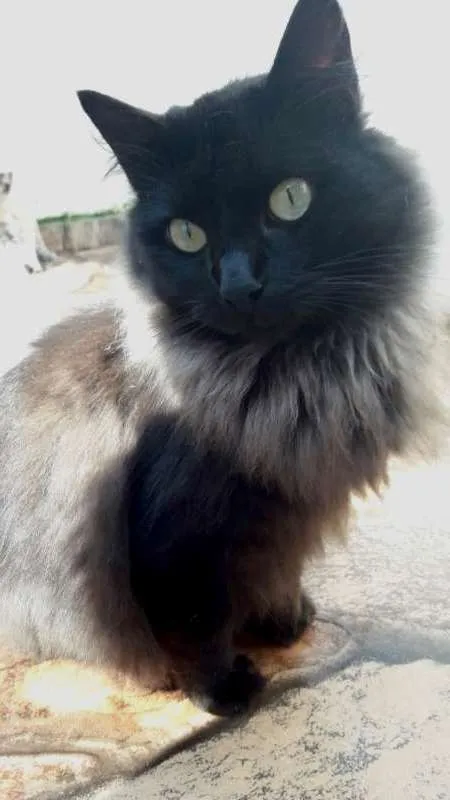 Gato ra a  idade 1 ano nome Amanda
