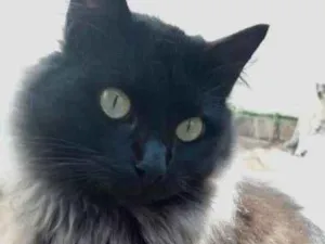Gato raça  idade 1 ano nome Amanda