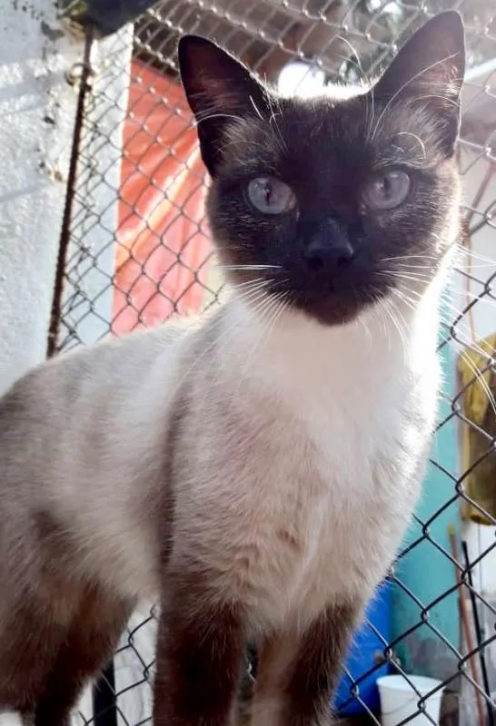 Gato ra a  idade 1 ano nome Clara