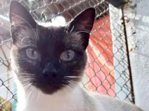 Gato raça  idade 1 ano nome Clara