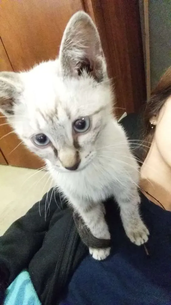 Gato ra a  idade 2 a 6 meses nome Alasca