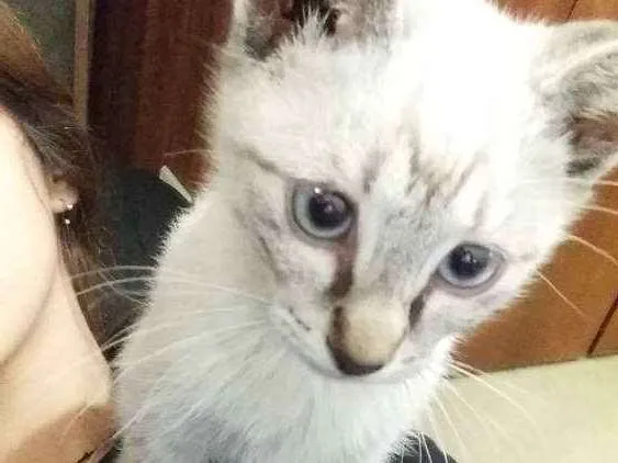 Gato ra a  idade 2 a 6 meses nome Alasca