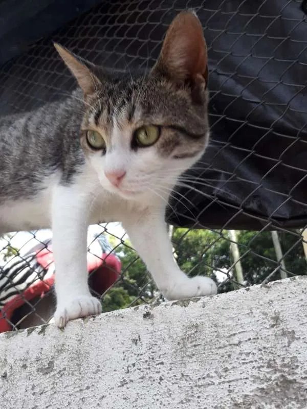 Gato ra a  idade 1 ano nome Rutinha