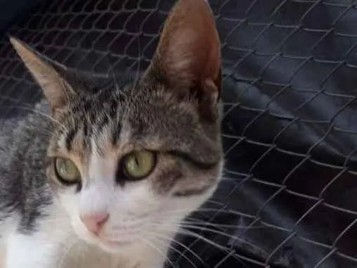 Gato ra a  idade 1 ano nome Rutinha