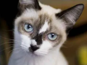 Gato raça  idade 2 a 6 meses nome Lila Filhote