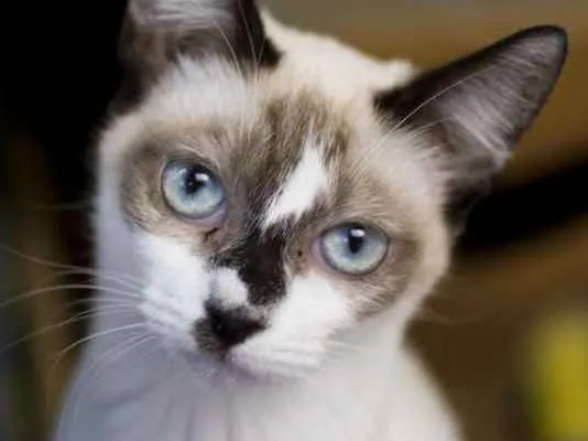 Gato ra a  idade 2 a 6 meses nome Lila Filhote
