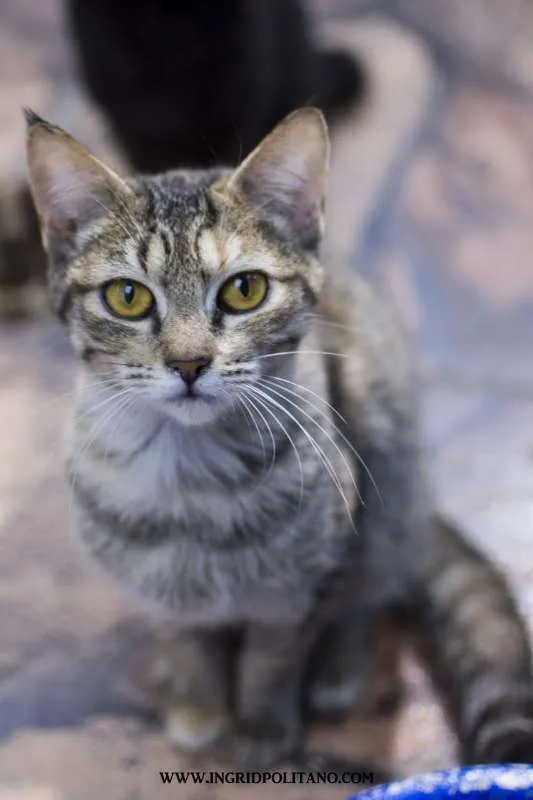 Gato ra a  idade 2 a 6 meses nome Melissa Filhotinha