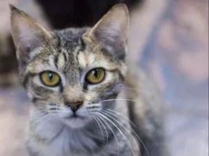 Gato raça  idade 2 a 6 meses nome Melissa Filhotinha