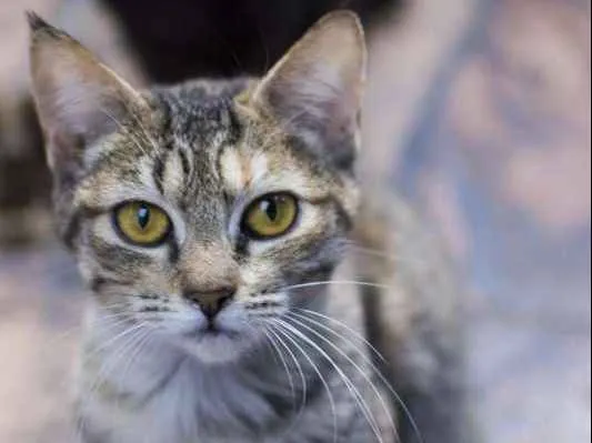 Gato ra a  idade 2 a 6 meses nome Melissa Filhotinha
