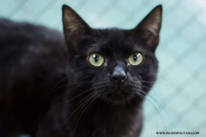 Gato ra a  idade 2 a 6 meses nome Tetê Filhotinha