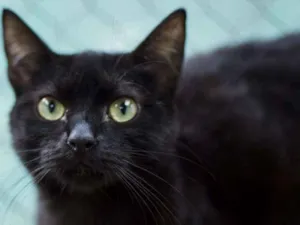 Gato raça  idade 2 a 6 meses nome Tetê Filhotinha
