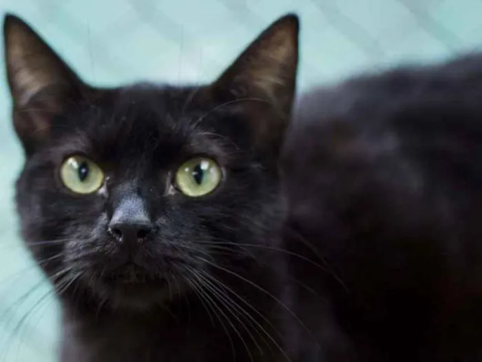 Gato ra a  idade 2 a 6 meses nome Tetê Filhotinha