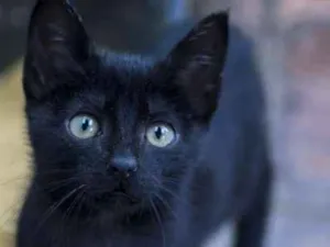 Gato raça  idade 2 a 6 meses nome Pretinho Bebezinho