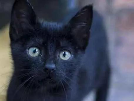 Gato ra a  idade 2 a 6 meses nome Pretinho Bebezinho