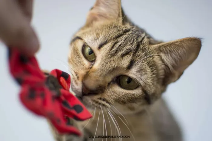 Gato ra a  idade 2 a 6 meses nome Joaninha Filhote