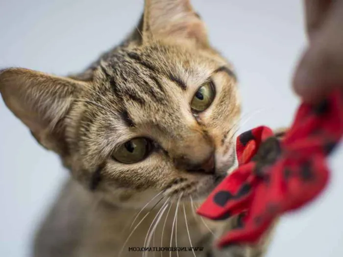 Gato ra a  idade 2 a 6 meses nome Joaninha Filhote