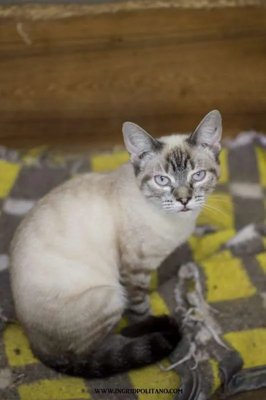 Gato ra a  idade 2 a 6 meses nome Ana Filhotinha