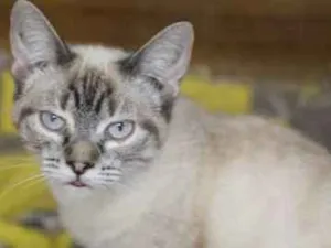 Gato raça  idade 2 a 6 meses nome Ana Filhotinha