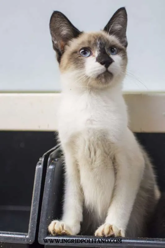 Gato ra a  idade 2 a 6 meses nome Zeca Filhotinho
