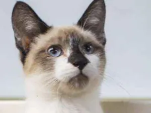 Gato raça  idade 2 a 6 meses nome Zeca Filhotinho