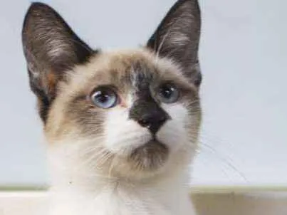 Gato ra a  idade 2 a 6 meses nome Zeca Filhotinho