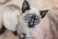 Pitica Bebezinha