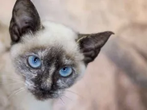 Gato raça  idade 2 a 6 meses nome Pitica Bebezinha