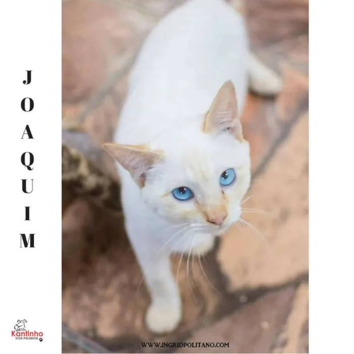 Gato ra a  idade 2 a 6 meses nome Joaquim Filhotinho