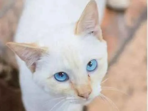 Gato ra a  idade 2 a 6 meses nome Joaquim Filhotinho